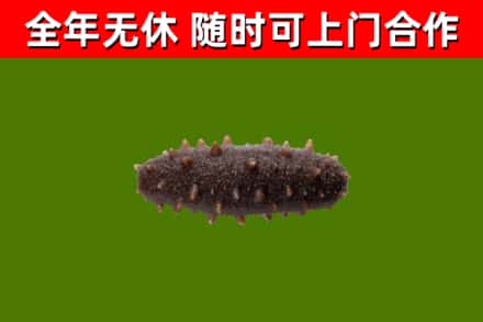 漳州市回收海参干